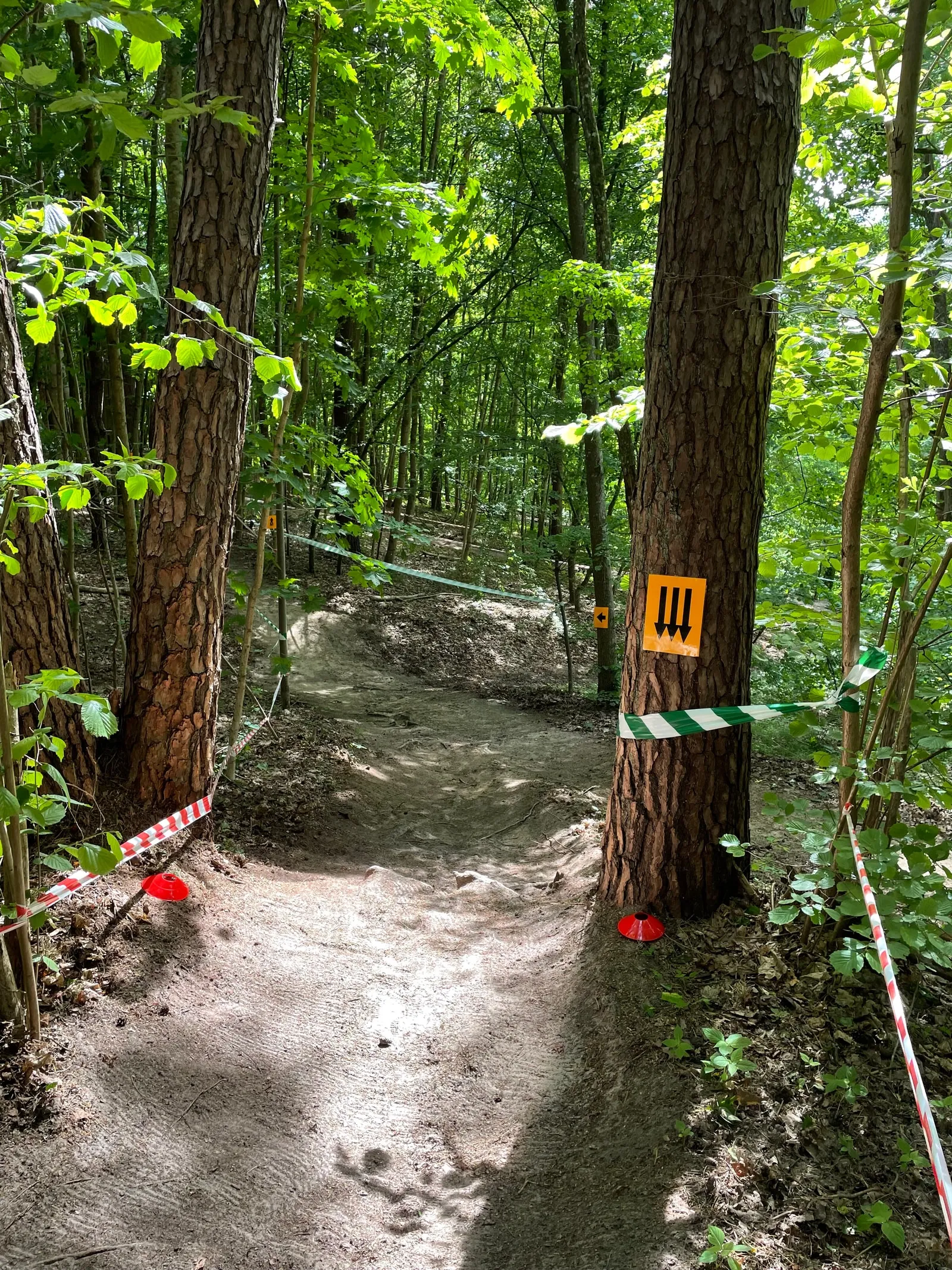 Przygotowana trasa Żabiego Short Tracku - korzenie między drzewami